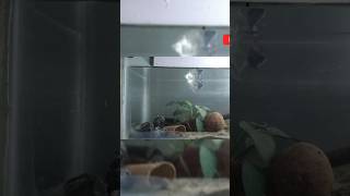 Quick fish tank setup😃 setup within 02 mininutes🫠aquariumfish freshwaterfish fish shortvideo [upl. by Arotal]