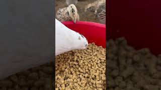 We use several different styles of feeder with varying degrees of success feeder chickens shorts [upl. by Whitnell142]