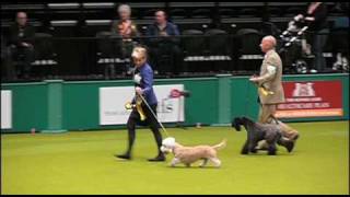 Kevin the Dandie Dinmont gets Group 2 at Crufts [upl. by Ardnikat417]