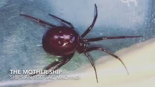 THE INVASION HAS BEGUN False Widow Spider Update [upl. by Eiroc]