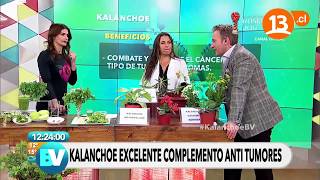 Beneficios médicos del kalanchoe  Bienvenidos [upl. by Stahl]