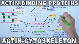 Accessory Proteins of Actin Cytoskeleton  Actin Binding Proteins [upl. by Roselyn]