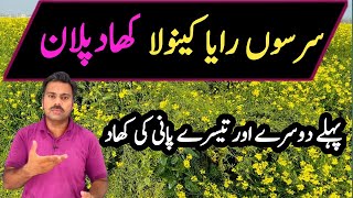 Fertilizer plan for mustard crop  Abid Ali Agrarian [upl. by Tiphany742]