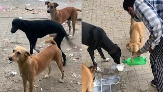 All homeless stray dogs need is a little care from humans [upl. by Sollie]