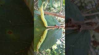 🌹¹⁵☆•⁵◇⁶ Marorphali EastIndian screw tree Nutleaved screw tree मरोड़फली Helicteres isora [upl. by Ynabla912]