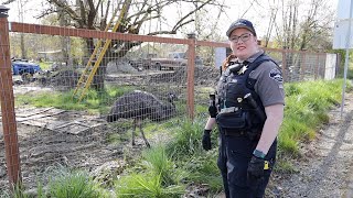 RIDE ALONG with Animal Control Officer LeahMarie Whitman [upl. by Yffat]