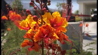 Dwarf Poinciana Caesalpinia pulcherrima [upl. by Katine958]