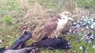 crow hawking saker male 2014 0129 [upl. by Filmer940]