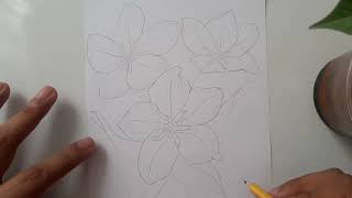 How to draw Scorpion grasses flower forget me not flower [upl. by Aleedis400]