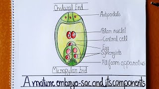 How to Draw Embryo Sac Well Labelled Diagram of Embryo Sac  Class 12  Embryo sac Figure [upl. by Airtened]