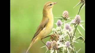 Getting to grips with warblers 1 Chiffchaff Vs Willow Warbler [upl. by Ibrahim164]