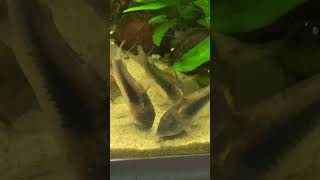 My Bronze Corydoras eating seedshrimps Ostracods [upl. by Gebhardt407]