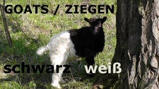 Ziegen schwarz weiß  Goats black amp white [upl. by Yolanthe]