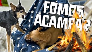 UMA NOITE DE ACAMPAMENTO COM NOSSOS CACHORROS [upl. by Leunamesoj]