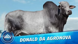 Donald da Agronova [upl. by Claudelle640]