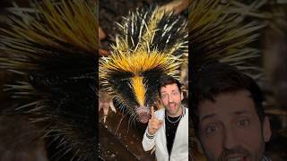 The lowland streaked tenrec is a real life pokemon 👀 [upl. by Iadam]