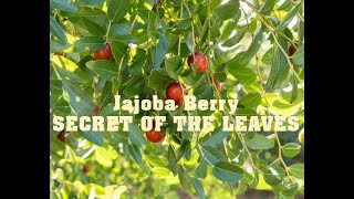 Unlock the secret of Jojoba leaves URDUHindi Unab kay Ber kay pattay [upl. by Sirrad]