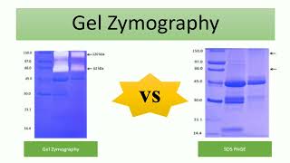 Gel zymography  protein gel electrophoresis 5 [upl. by Galatia]