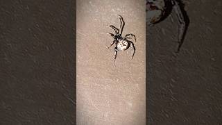 Is that a Punisher logo at Spiders back shorts nature spider animals [upl. by Adner]