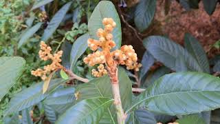 עץ שסק בפריחה loquat blooming [upl. by Eberta75]