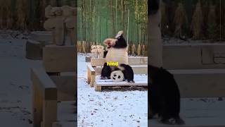 Why We Love The Giant Panda facts animals education panda [upl. by Yendis212]