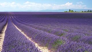 doTERRA® Lavender Oil Uses and Benefits [upl. by Thor]