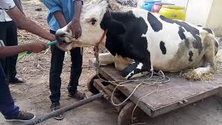 Stomach tube intubation in cattle  Draining of rumen fluid [upl. by Zoarah]