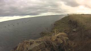 Wildfowling Decoying Wigeon Oct 2014 [upl. by Brendin]