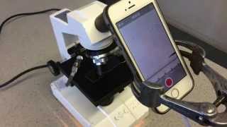 Using an iPhone with a Microscope to view Brownian Motion [upl. by Eislek276]