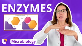 Enzymes  Metabolism Microbiology for Nursing School amp Health Fields  LevelUpRN [upl. by Haodnanehs]