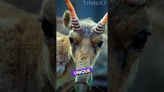 Meet the Saiga Antelope Natures Most Bizarre Survivor 🌍🦌 [upl. by Leachim]