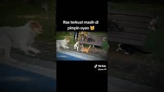 Pov kucing terkuat [upl. by Bobine]