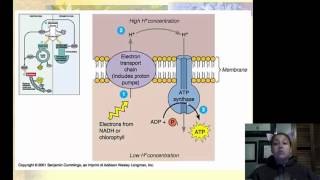 Prokaryotic Metabolism Part 2 [upl. by Esilehs737]