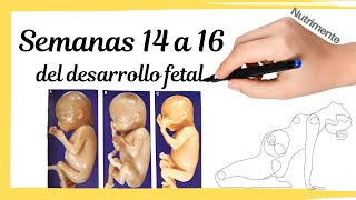 Semanas 14 a 16 del Desarrollo Fetal Humano o semanas 16 a 18 desde FUM FechaÚltimaMenstruación [upl. by Verdha]