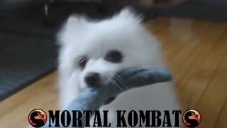 Gabe the Dog  Mortal Kombat [upl. by Xavler]