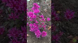 Sedum spurius Spot On Deep Rose cute plant ❤️🌸gardenlife [upl. by Enaxor]