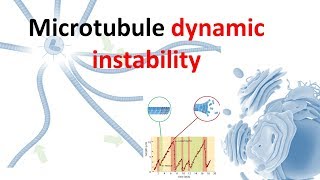 Dynamic instability of microtubule [upl. by Tadich]