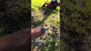 Person relocates a rat snake to save it from dogs and the lawn mower [upl. by Nneb]