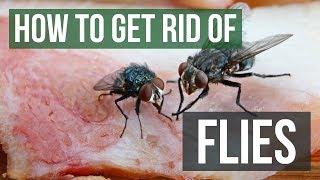 How to Get Rid of Flies Fly Control Methods [upl. by Onitnas469]