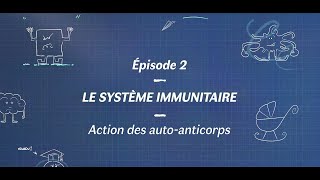 Comprendre la myasthénie  Le système immunitaire  Laction des autoanticorps [upl. by Zenas]