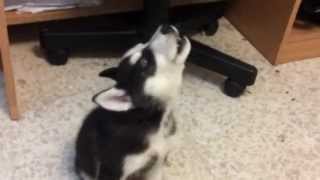 Husky puppy howling [upl. by Annairba851]