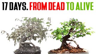 How to Save a Dying Bonsai in TWO WEEKS [upl. by Nayab345]