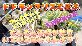 【多肉植物】ドドランタリス増殖計画💖【多肉を増やす】 [upl. by Amalbergas]