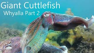 Giant Cuttlefish Whyalla Part 2 [upl. by Humpage665]