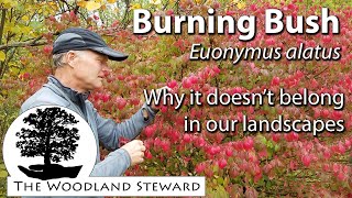 Burning Bush Euonymus alatus – Why it doesn’t belong in our landscapes [upl. by Toinette441]