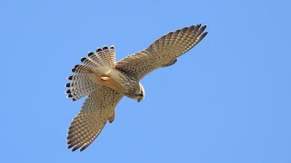 Hovering Kestrel [upl. by Ruhtua210]