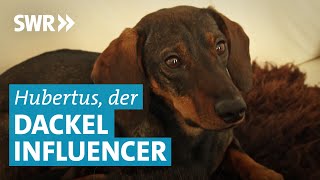 Dackel Hubertus wird zum Influencer [upl. by Lowney]