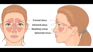 PARANASAL AIR SINUSESFRONTAL MAXILLARY ETHAMOIDAL SPHINOIDAL SINUSHEAD AND NECK ANATOMY IN TAMIL [upl. by Gerlac]