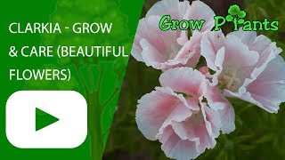 Clarkia  grow and care Beautiful flowers [upl. by Orv5]