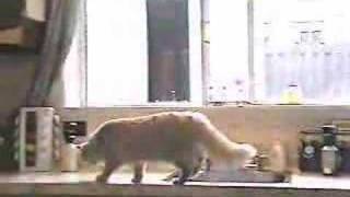 Cat behavior problem solution the ssscat [upl. by Razal]